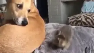 Furry flight