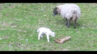 The Lost Lamb