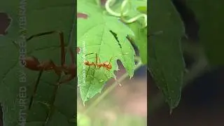 Ant or spider? yes it&rsquo;s a female red weaver ant mimicking jumping spider | #shorts