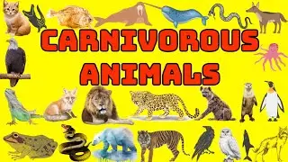 Carnivorous Animals for Kids | Learn which animal eat only meat | Learn Carnivore Animals #carnivore