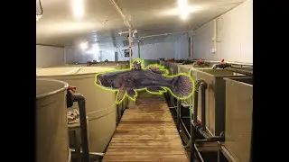 Marbled Goby Indoor Aquaculture System