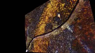 Middle Devonian Goniatite Fossil Close Up 10x Microscope Objective 3D model video 2024 12 29