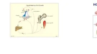 Endocrine10-Liver hormones