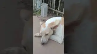 #Dog #Sad 😢😟😳☹️ #heart #touching 💔# video #shorts