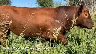 Moving Cattle to Irrigated pasture Idaho