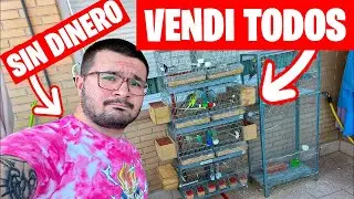 TUVE QUE VENDER TODOS MIS PERIQUITOS PORQUE NO TENIA DINERO