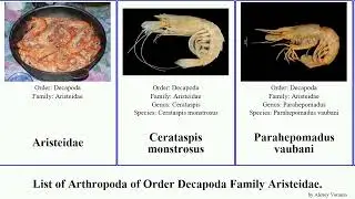 List of Arthropoda of Order Decapoda Family Aristeidae. prawn edwardsiana Aristaeopsis vaubani