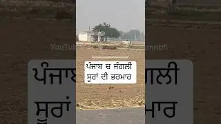 ਜੰਗਲੀ ਸੂਰ। Pigs in Punjab #shamshermannbti