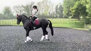 Camilla and Seven - Training with Sara Jane Lanning October 2024