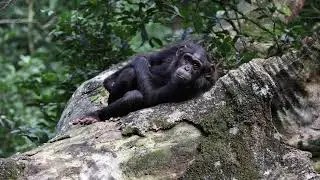 Chimpanzees Kibale Forest Uganda - ORYX Photo Tours