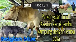 Grandong Malaysia 1.5 tan metrik, Next JAGUH lembu sado!!!