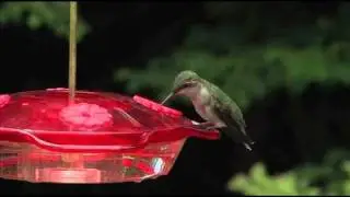Droll Yankees - Little Flyer 4 Hummingbird Feeder
