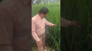 paddy-1885 pusa basmati growing quality harvesting trust ✍️ #agriculturelife #farming
