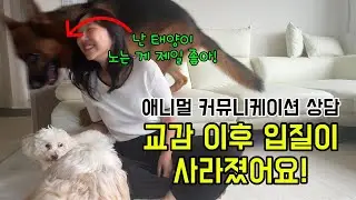 애니멀커뮤니케이션 상담: 교감 후 입질이 사라졌어요!