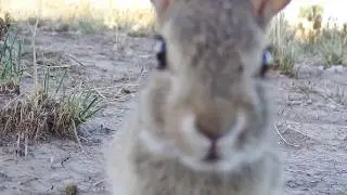 Wild Desert Cottontail 