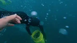 Swimming with WILD DOLPHINS 😍 (best experience ever!) 2021