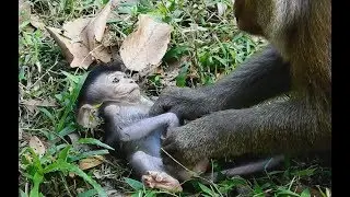 What Will Happen with this Baby Monkey?Pigtail monkey So Lovely/Wild Monkey