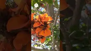 &Aacute;rbol coral [Erythrina lysistemon] 🌿 #plants #coral #flowers #nature