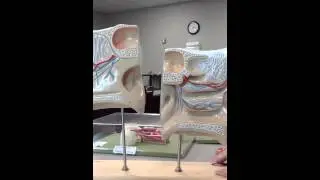 nasal cavity