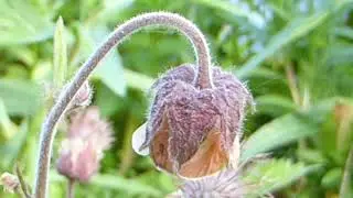 Water Avens - Geum rivale - Fjalldalaf&iacute;fill - Biskupshattur - Villt bl&oacute;m