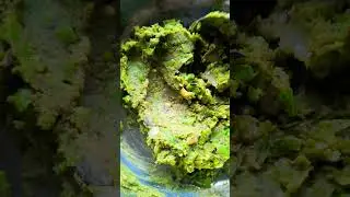 Little Heart Matar Kachori 😍 Crispy & Stuffed with Peas Viral Tea Time Snack Recipe #ytshorts #food