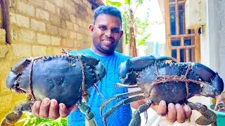 This Is How Huge Jumbo Crabs Breed Naturally