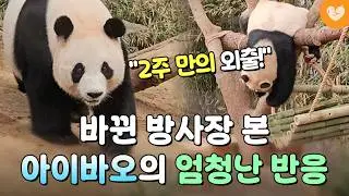 2주 만에 드디어 재개장한 판다월드! 바뀐 방사장을 본 아이바오의 반응