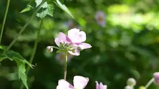 #flowers #flowerpower #flowerphotography #garden #jamesgardens #flowers