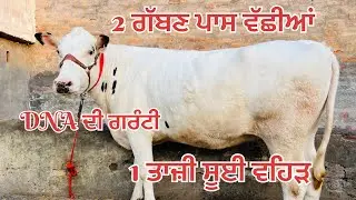2 ਗੱਬਣ ਪਾਸ ਵੱਛੀਆਂ 🔥1 ਤਾਜੀ ਸੂਈ ਵਹਿੜ 🔥3 Pargdent Heifer for sale #brardairyfarmmoga 