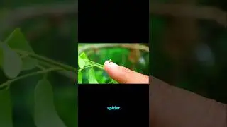 Did You Know Spiders Can Actually Fly Using Earth's Electricity? Ballooning Explained