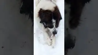 Милый пёс ест кукурузу. Московская сторожевая собака. A cute dog eats corn. Moscow Guard Dog. #dog