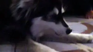 Study Break 4: Alaskan Klee Kai Lilo's New Trick