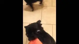 Black pug puppy eating watermelon