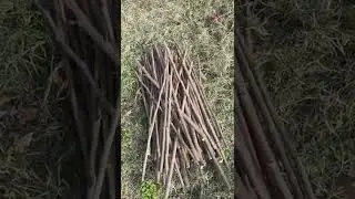 Phalsa Cuttings - Grewia asiatica - Falsa ki qalmeen tayar karna - Organic Farm - Engineer Ka Bagh