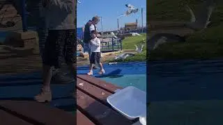 #bridlington #seaside #birds #seagull #shorts