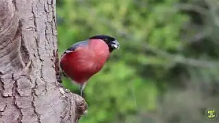 Beautiful relaxing music - Organ music with bird singing