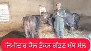 9814696658 ਤੋਕੜ ਗੱਭਣ ਮੱਝ ਸੇਲ#baffalo #🙏❤️👍❤️👍🙏🙏🙏