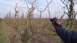 Przycinka gruszki Konferencja