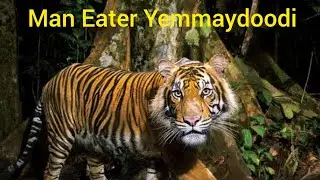 Man Eater of Yemmaydoodi | Kenneth Anderson Hunting Stories in Tamil | Man Eaters in Tamil