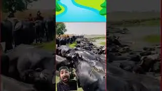 Punjab ki bhains Pakistan 😲😮😳👆 #greenscreenvideo #duet #pawarholakhalidhobijatimere #youmehussain