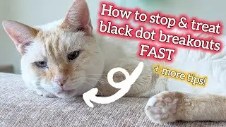 4 Rapid-Fire Kitty Tips in 4 mins! | Cat Acne Fix, CKD update, Raw Food talk, DIY treat toy...