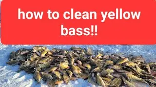 How to clean yellow bass and prep before you freeze or eat them! #food #fishing #howto