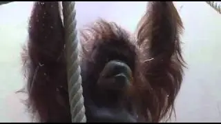 N&eacute;nette (2010) - Trailer