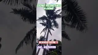 Best Quality Coconut Tree Safety Nets in Chennai 🌴 | @menorah.coconets | Call - 6362539199 📱