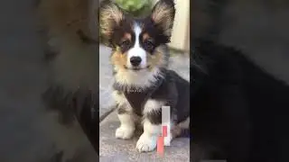 The Spitzgi: A Pawfect Blend of Cuteness and Intelligence!