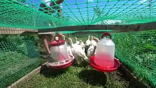 Индюшата Биг-6, возраст один месяц. Краснодарский край.