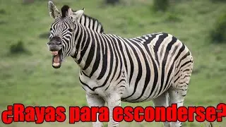 Cebra de las llanuras: &iquest;Por qu&eacute; sus RAYAS son un MISTERIO cient&iacute;fico?