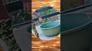 shorts viral video 60s#shorts# ek masoom sa chehra#Digital active shanvi@😘🥰😊🤗