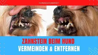 Zahnstein beim Hund vermeiden 🦷  🐕  Was hilft wirklich?