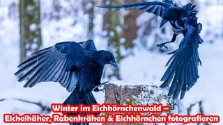 Winter im Eichh&ouml;rnchenwald &ndash; Eichelh&auml;her, Rabenkr&auml;hen & Eichh&ouml;rnchen fotografieren